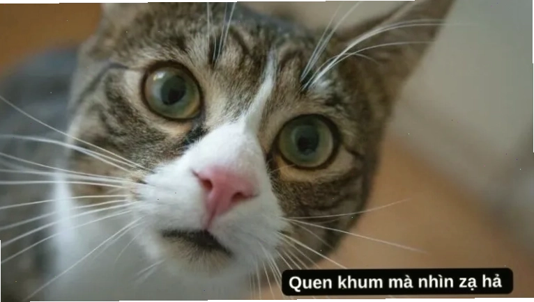 Ảnh meme buồn cười về các tình huống học tập
