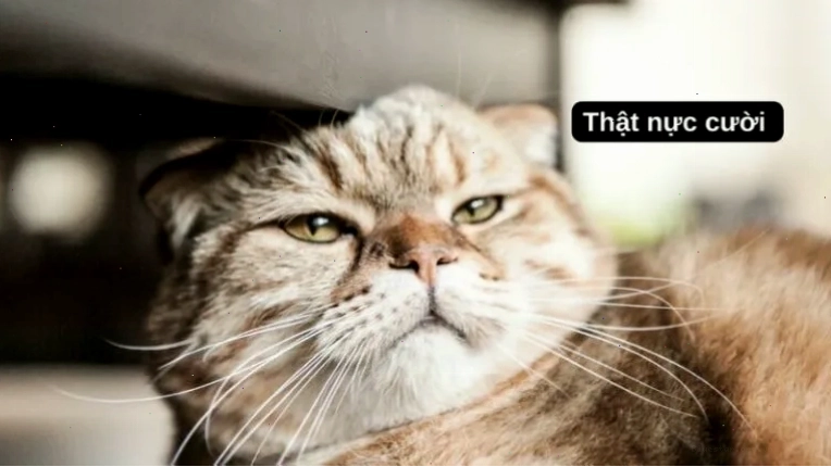 Ảnh meme chế từ một bộ phim nổi tiếng