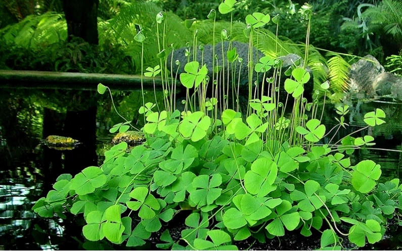 Cây rau bợ là một loại cỏ ba lá phổ biến có thể sinh trưởng trong môi trường nước