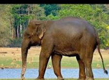 Khám phá thế giới kỳ diệu của loài voi