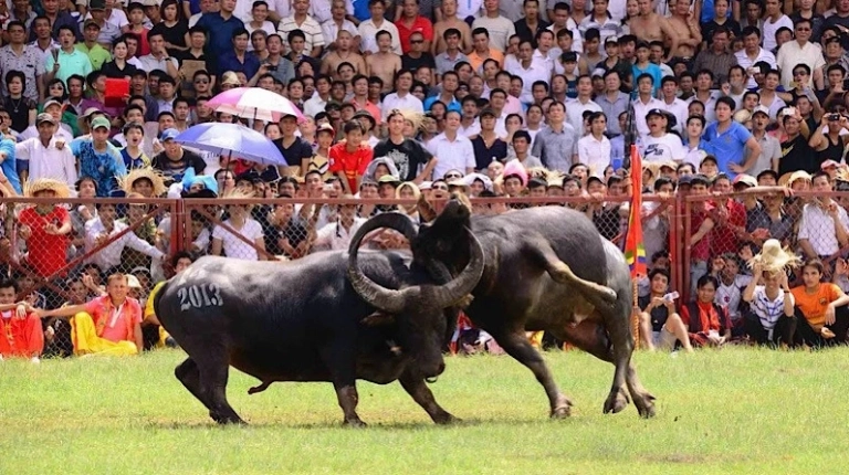 Lễ hội Chọi trâu Đồ Sơn: Di sản văn hóa phi vật thể độc đáo và sức hút du lịch