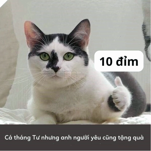 Meme 10 điểm với yếu tố siêu hài hước