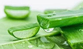 Nha Đam Toàn Diện: Công Dụng Bất Ngờ và Hướng Dẫn Sử Dụng An Toàn